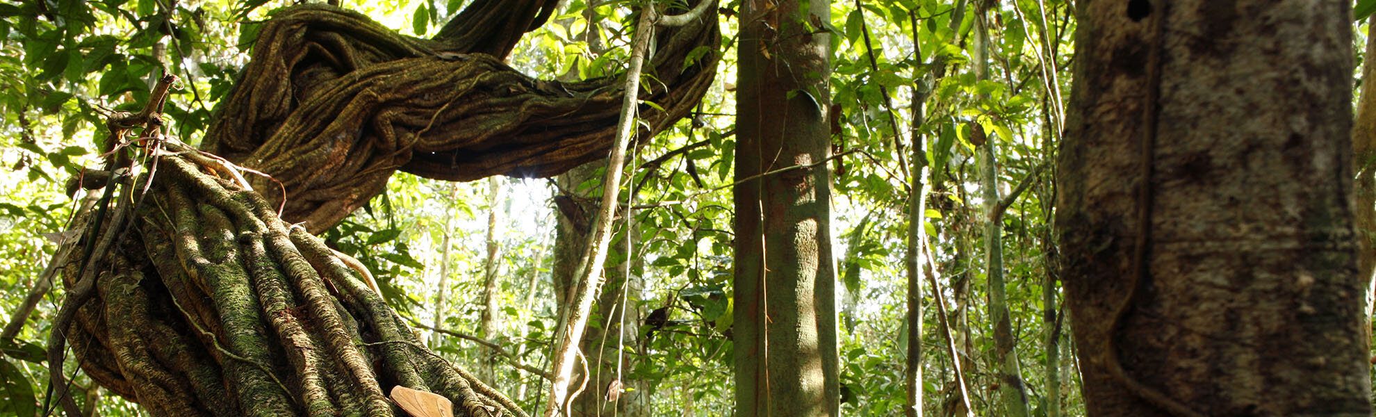 Ayahuasca Foundation Terms and Conditions